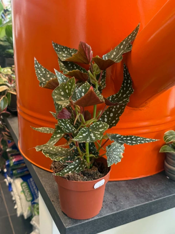 begonia maculata (4).jpg
