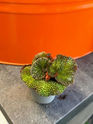 Begonia  Begonia Soli Mutata  Begonia soli-mutata (2).jpg
