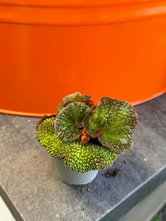 Begonia  Begonia Soli Mutata  Begonia soli-mutata (2).jpg