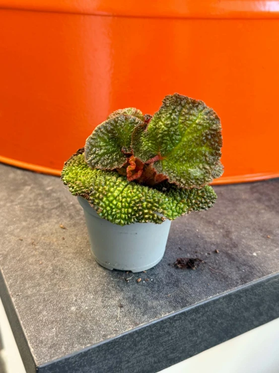 Begonia  Begonia Soli Mutata  Begonia soli-mutata (3).jpg