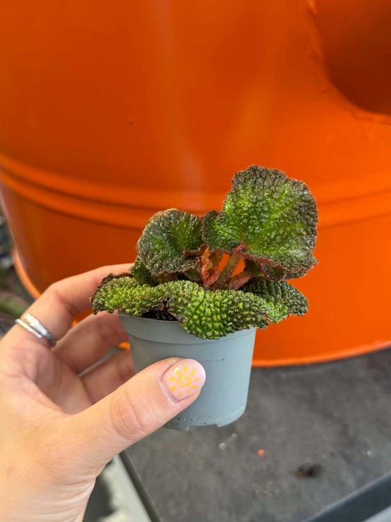Begonia  Begonia Soli Mutata  Begonia soli-mutata (4).jpg