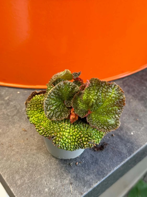 Begonia  Begonia Soli Mutata  Begonia soli-mutata (1).jpg