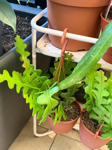 kaktus zygzak | Epiphyllum angulige