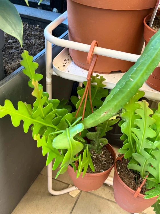 kaktus zygzak | Epiphyllum angulige