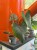 Philodendron McDowel (2).jpg