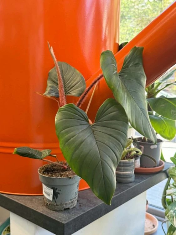 Philodendron McDowel (2).jpg