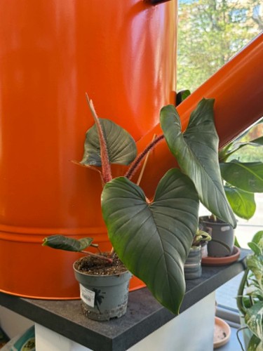 Philodendron McDowel (3).jpg