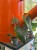 Philodendron McDowel (3).jpg