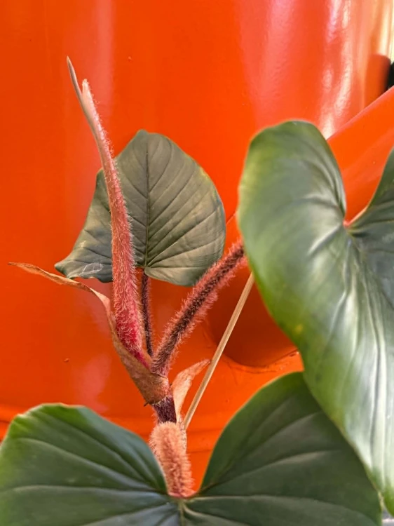 Philodendron McDowel (4).jpg