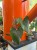 Philodendron McDowel (1).jpg