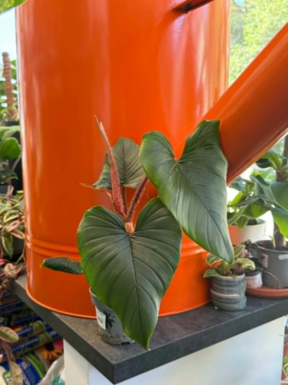 Philodendron McDowel (1).jpg