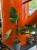 ilodendron philodendron squamiferu (3).jpg