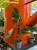 ilodendron philodendron squamiferu (1).jpg