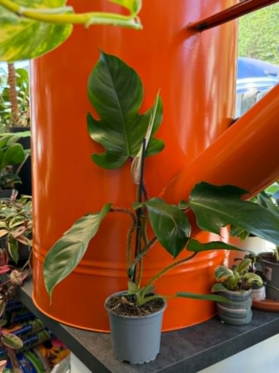 ilodendron philodendron squamiferu (1).jpg