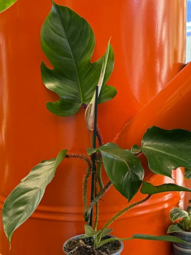 ilodendron philodendron squamiferu (2).jpg