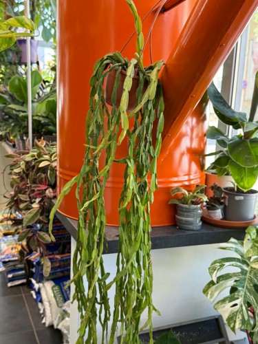 Patyczak  Rhipsalis Paradoxa Minor  Rhipsalis paradoxa 'Minor (2).jpg