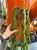 Patyczak  Rhipsalis Paradoxa Minor  Rhipsalis paradoxa 'Minor (3).jpg