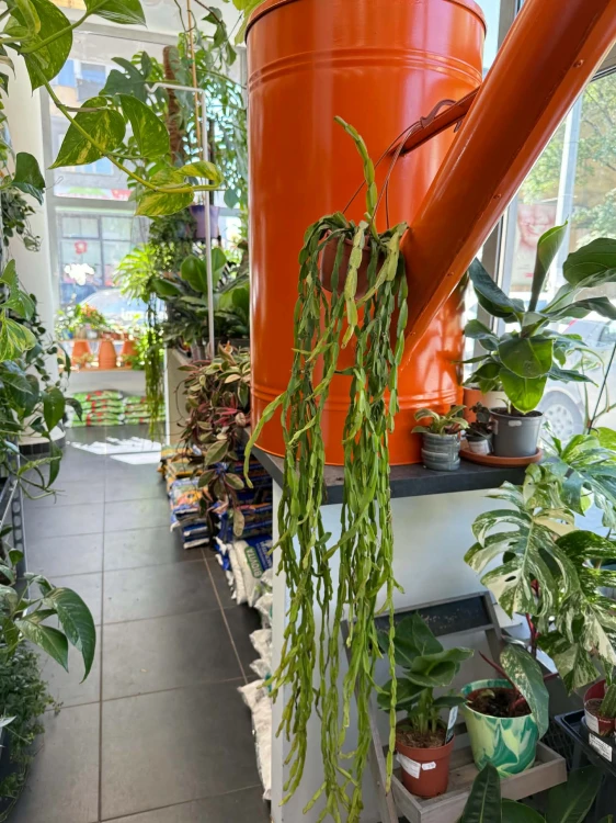 Patyczak  Rhipsalis Paradoxa Minor  Rhipsalis paradoxa 'Minor (4).jpg