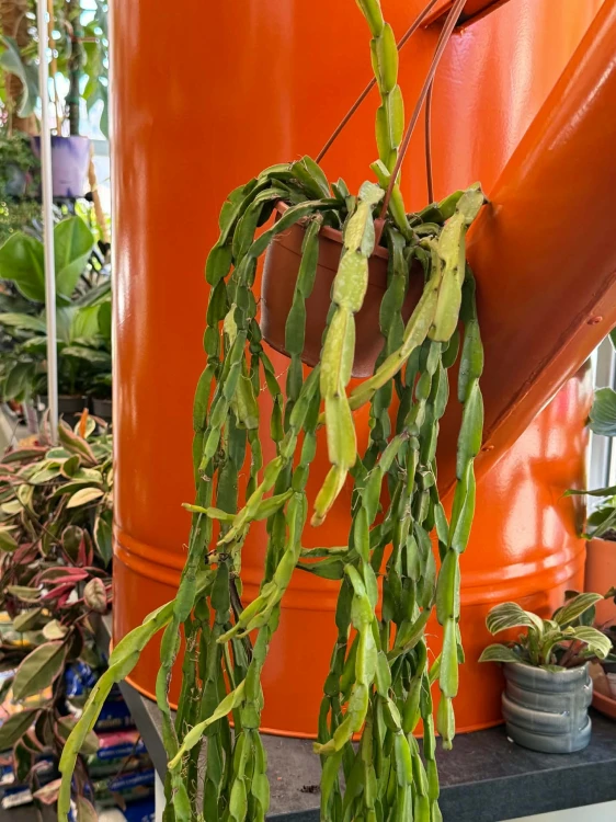Patyczak  Rhipsalis Paradoxa Minor  Rhipsalis paradoxa 'Minor (7).jpg