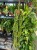 Patyczak  Rhipsalis Paradoxa Minor  Rhipsalis paradoxa 'Minor (8).jpg