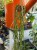 Patyczak  Rhipsalis Paradoxa Minor  Rhipsalis paradoxa 'Minor (1).jpg