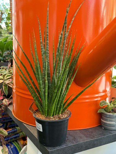 Wężownica palczasta  Sansevieria Digitorum  Sansevieria 'Digitorum' (2).jpg