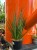 Wężownica palczasta  Sansevieria Digitorum  Sansevieria 'Digitorum' (4).jpg