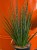 Wężownica palczasta  Sansevieria Digitorum  Sansevieria 'Digitorum' (1).jpg