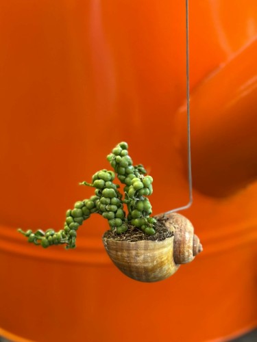 Dischidia  Dischidia Dragon Jade  Dischidia 'Dragon Jade' (1).jpg