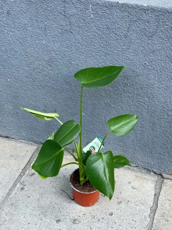 Monstera dziurawa | deliciosa