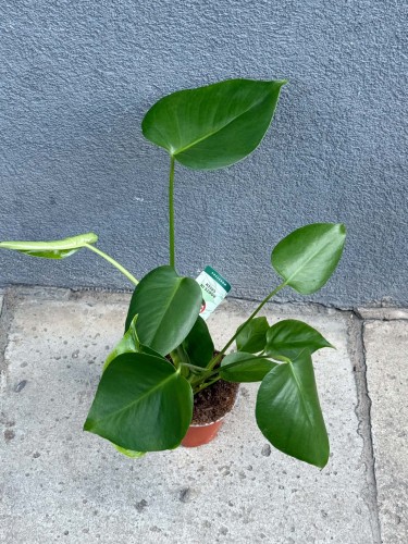 Monstera dziurawa | deliciosa
