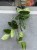 Monstera Peru  Monstera Karstenianum  Monstera karstenianumm  DØ 12cm  (2).jpg