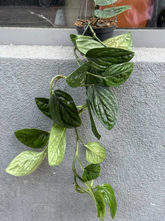 Monstera Peru  Monstera Karstenianum  Monstera karstenianumm  DØ 12cm  (2).jpg