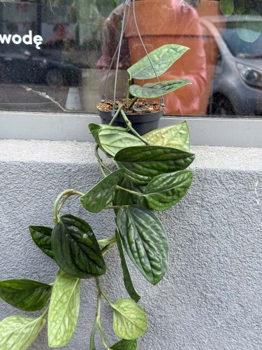 Monstera Peru  Monstera Karstenianum  Monstera karstenianumm  DØ 12cm  (3).jpg