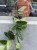 Monstera Peru  Monstera Karstenianum  Monstera karstenianumm  DØ 12cm  (3).jpg
