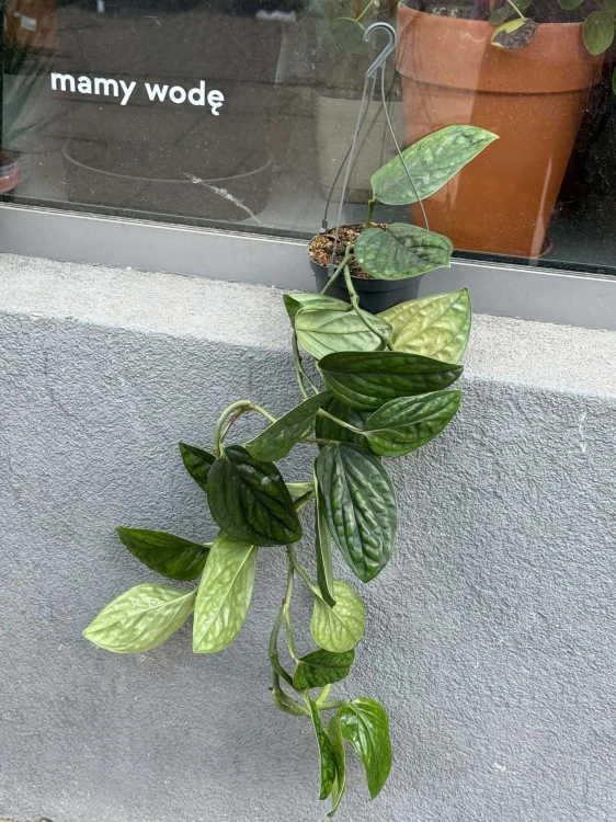 Monstera Peru  Monstera Karstenianum  Monstera karstenianumm  DØ 12cm  (4).jpg
