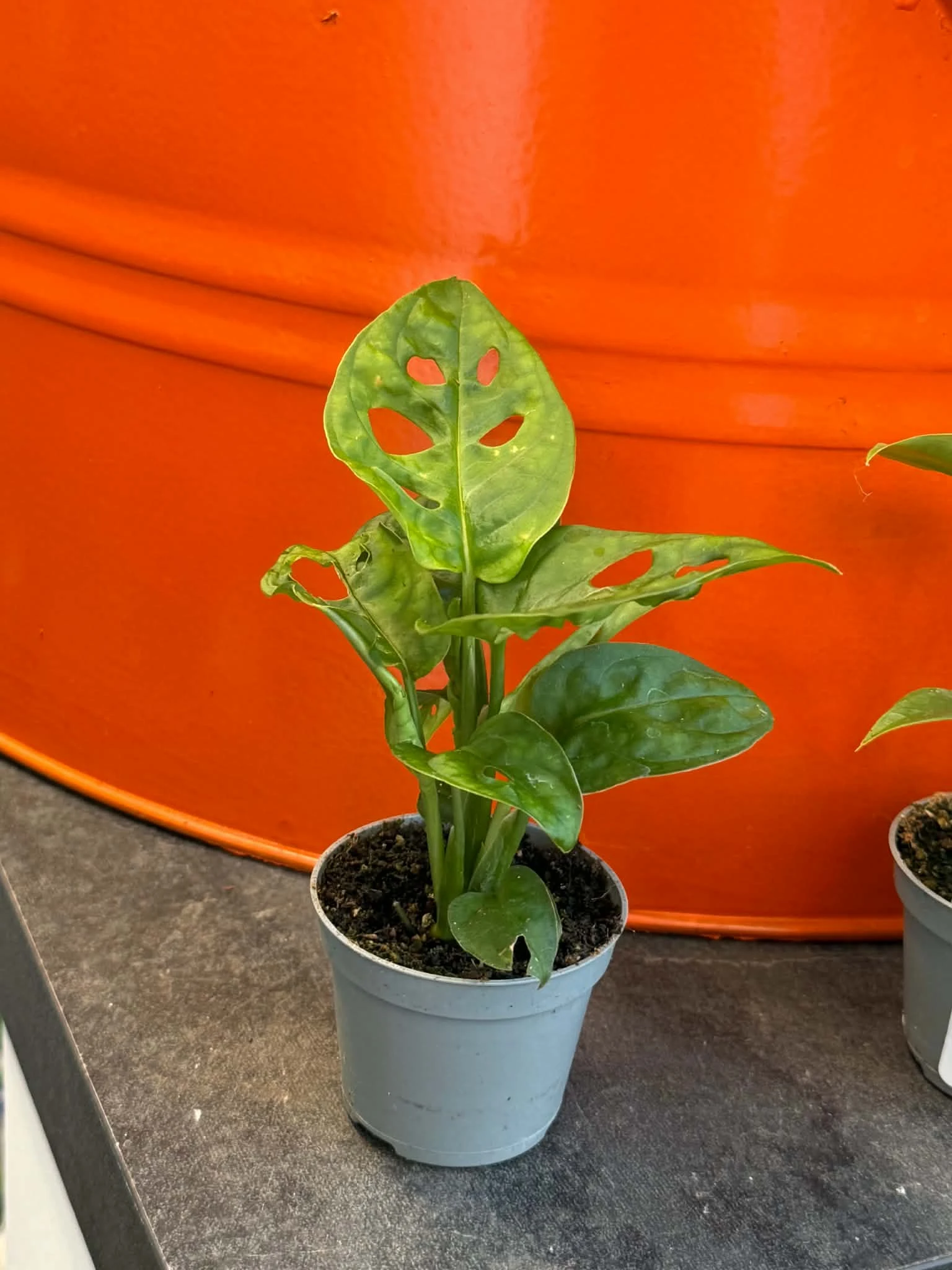 philodendron ingrijire Philodendron Imperial Red - 45 cm
