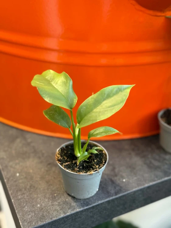 Monstera minima rhaphidophora tetrasperma