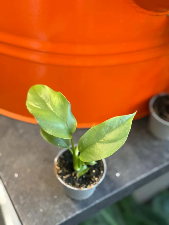 Monstera minima rhaphidophora tetrasperma
