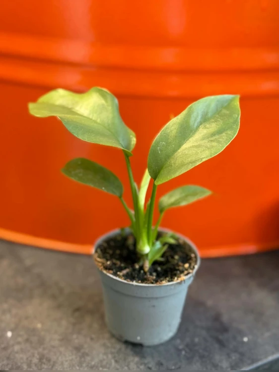 Monstera minima rhaphidophora tetrasperma