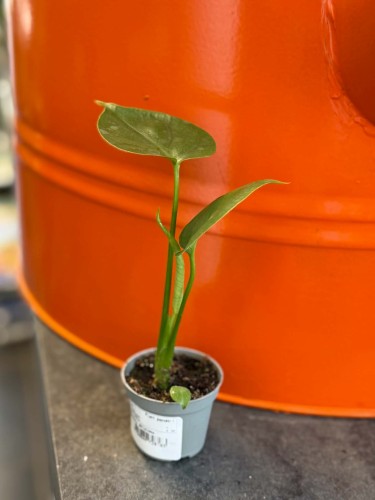 monstera minima (3).jpg
