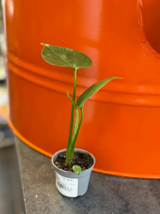 monstera minima (3).jpg