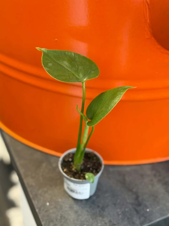 monstera minima (1).jpg