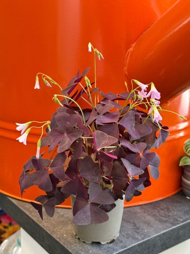 Szczawik ‘purple shamrock’ oxalis triangularis (2).jpeg
