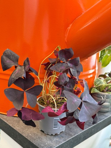Szczawik trójkątny  Oxalis Mijke  Oxalis triangularis 'Mijke' (2).jpeg