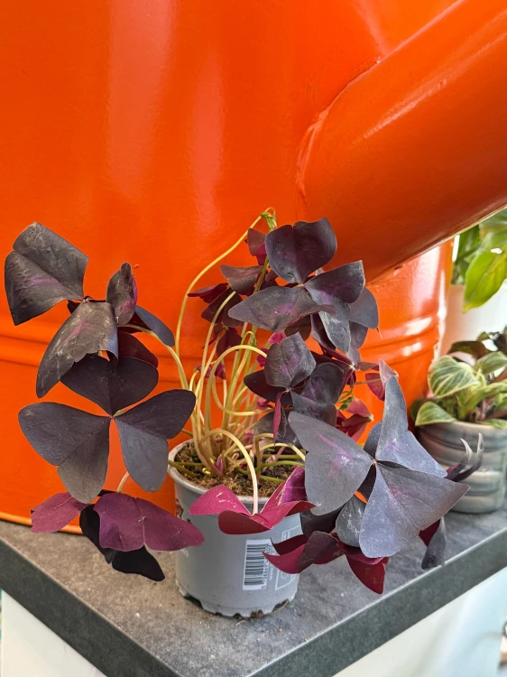 Szczawik trójkątny  Oxalis Mijke  Oxalis triangularis 'Mijke' (2).jpeg