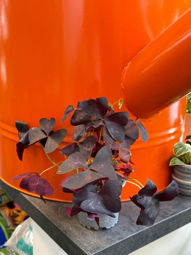 Szczawik trójkątny  Oxalis Mijke  Oxalis triangularis 'Mijke' (3).jpeg