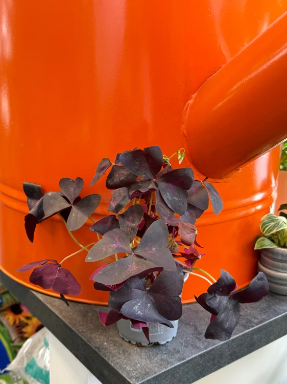 Szczawik trójkątny  Oxalis Mijke  Oxalis triangularis 'Mijke' (3).jpeg