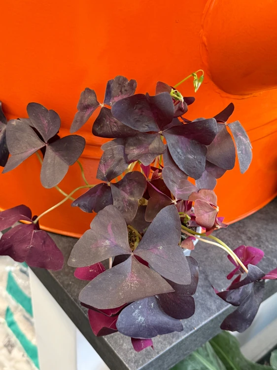 Szczawik trójkątny  Oxalis Mijke  Oxalis triangularis 'Mijke' (1).jpeg
