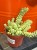 sedum burrito rozchodnik (2).jpg